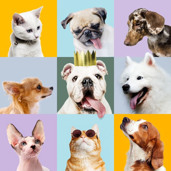 A happy adopted pet with its family